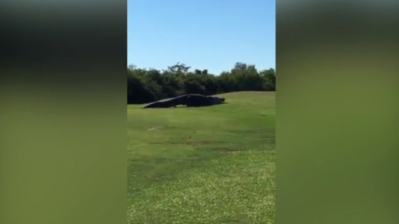 Absolute unit of a gator spotted on Florida golf course sparks viral  reaction, This is the Loop