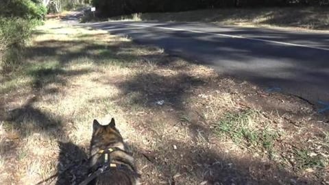 Husky's go hiking and got to see kangaroos