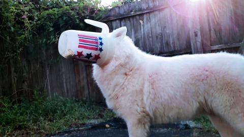 Beautiful Husky | Cup Challenge