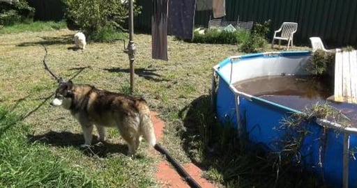 Yard got attcked by a chainsaw massacre & grass got a hai...