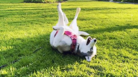 Husky Grass Rolls – Happy Moment | Funny Dogs Video 