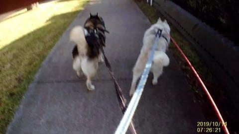 The race to the park too see Golden Retriever and Husky b...