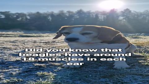 When you want to go home but you have a beagle