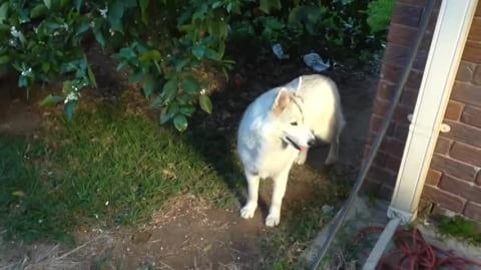 Playing in the yard