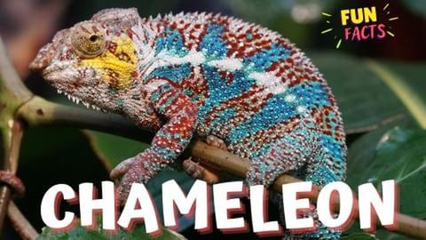 CHAMELEON - Exploring Fascinating Fun Facts About Chamele...