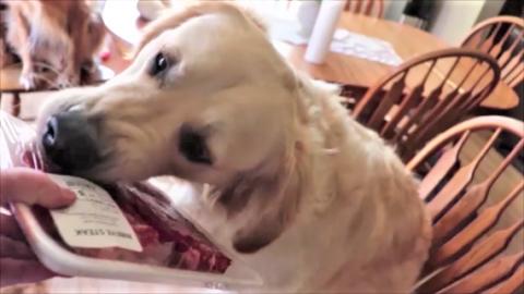 Dogs Get 1st Taste Of Steak For Supper!