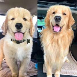 My Puppy Growing Up