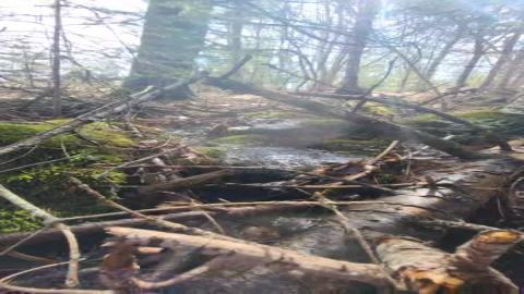 ASMR: Spring Forest Stream Flowing