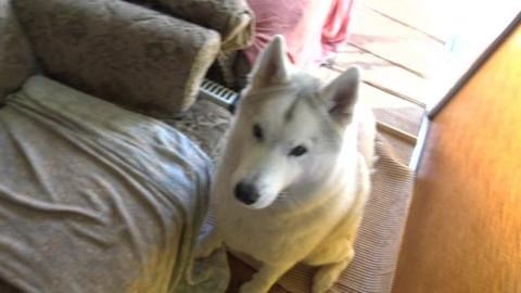 Siberian Huskies try Chimkin Nuggets for first time