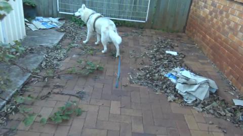 Husky collects her puppies for snuggles & lawn haircut