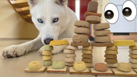 Will my dog resist the food?