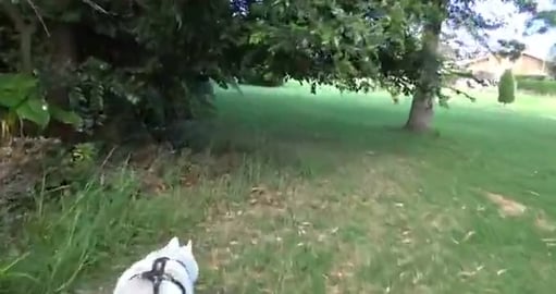 Long walk to see Malamute Moose