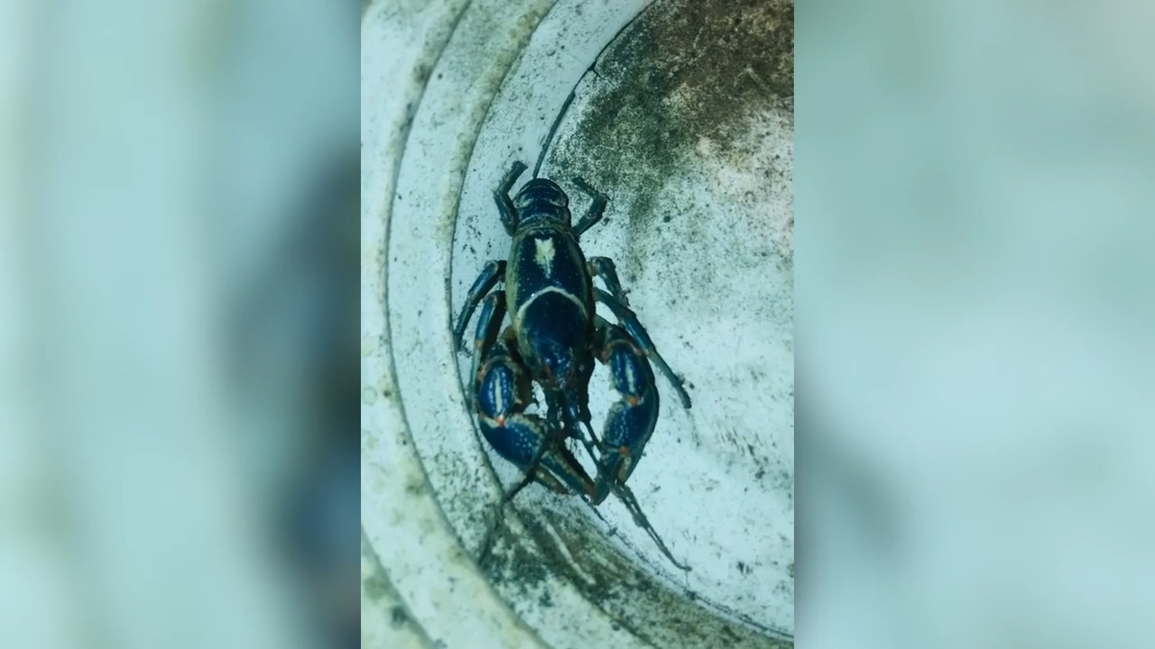 Rare blue crawfish spotted by family tubing on Clarksville Blueway 