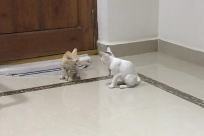 My pets are talking while fighting !!! check it !! LoL