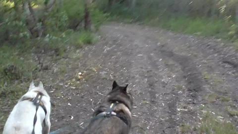 Husky hike plans changed due to stinky creek