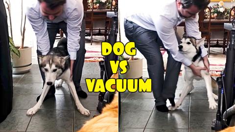 Dog Vs Vacuum: Funny Husky’s Reaction to Vacuum | Funny...