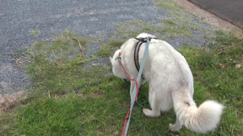 Old car garden art & dad's grapes are doing well