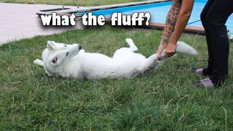 Trying to hold my dogs Tail! She's doing Judo Rolls to do...