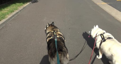 I got a card & saw a very rare Tesla