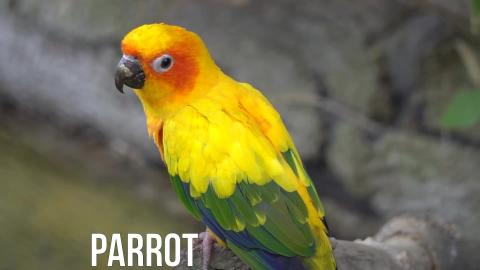 beautiful video with animals and birds