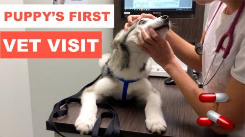 Scared Husky Puppy: Dog's First Visit to the Vet | Funny ...
