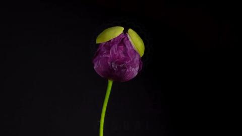 WORLD MOVEMENTS ALONG THE TIME