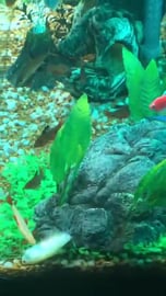 Red tail shark eating fish fins!