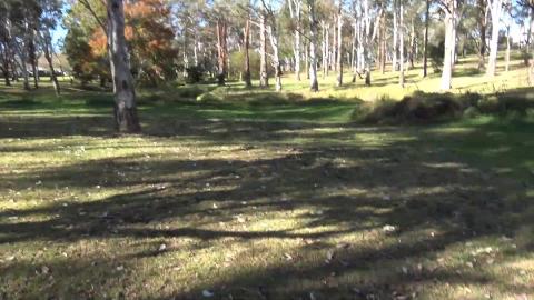 Malamute found a sand pit and had to test it out