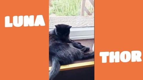 What you doing human