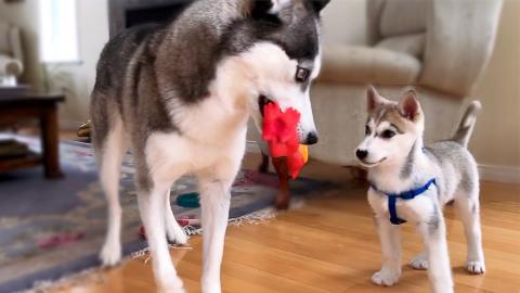 Adult and Puppy Husky Playing Together | Funny Puppy Vide...
