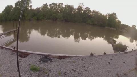 What Type of Trout is This__