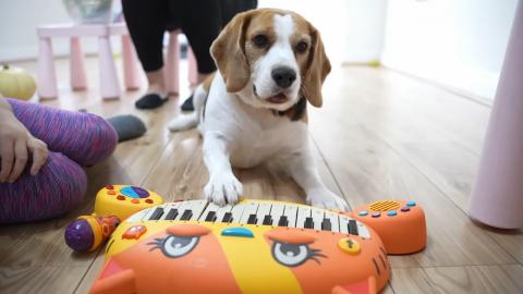 Cute Dogs Playing Dog Tricks Challenge with Little Girl a...