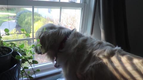 Funny Dog Watches wild Turkey!