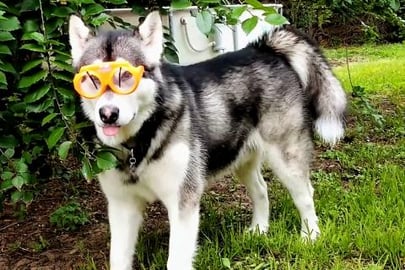 How A Malamute Prepares For Rain