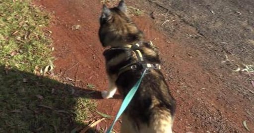 Wallaby and Kookaburra's everywhere and a happy Husky
