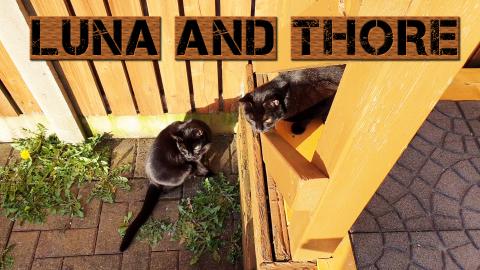 Thore And Luna Outside In The Morning