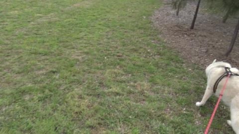 Huskies bored with dog park want to explore