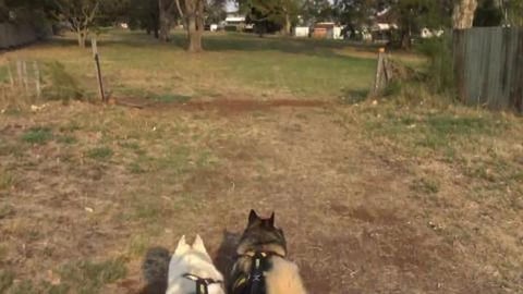 There was no Golden Retriever but found husky friend