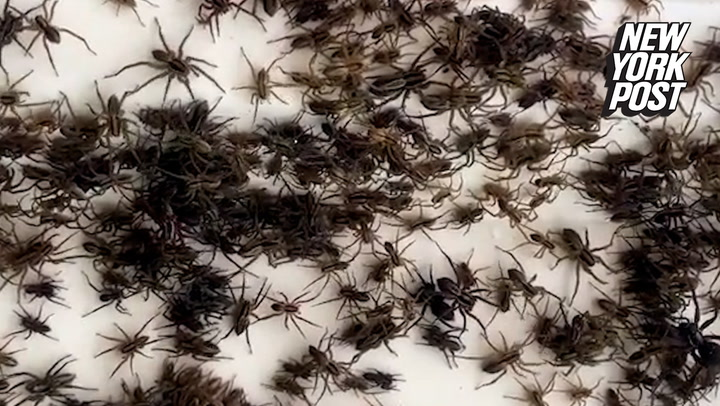 Web wonders: spiders spin for their lives as floodwaters rise