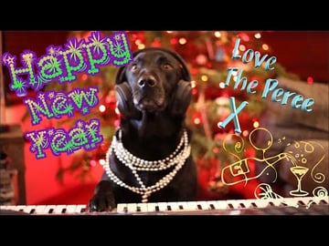 Our Dog Percy The Black Labrador Wishing You All a Happy ...