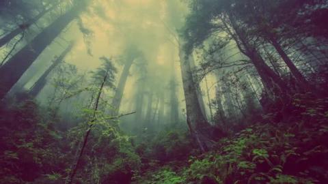 Relaxing Sleep Music • Deep Sleeping Music, R Stress Re...
