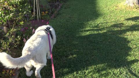 Husky walks all around the block