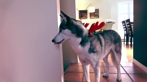 Huskies Christmas Morning | Funny Dogs Video 