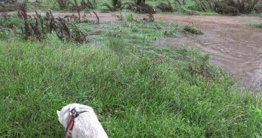 Pooring rain, Malamute & Husky must go walkies