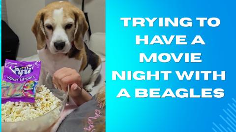 Trying to Have a Movie Night with a Beagles