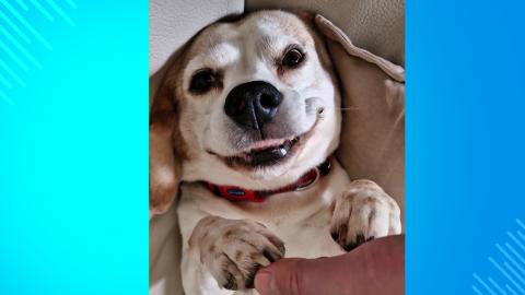 Dog unconditional love ❤️- Short Video