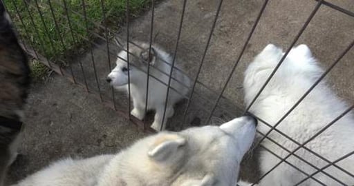 It's a puppy Malamute boy & Tikaani want too take him hom...