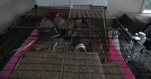 Guinea Pigs new cage to Husky's amuzment