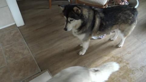 Husky's eat humble cake made by Hudad
