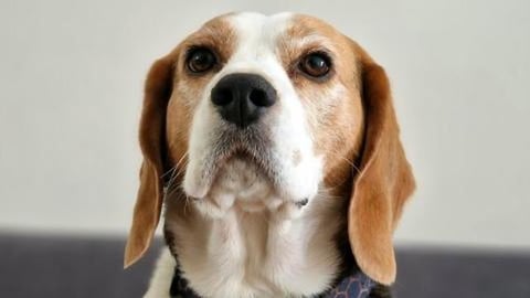 What's on Our Naughty Beagle Day Plan?